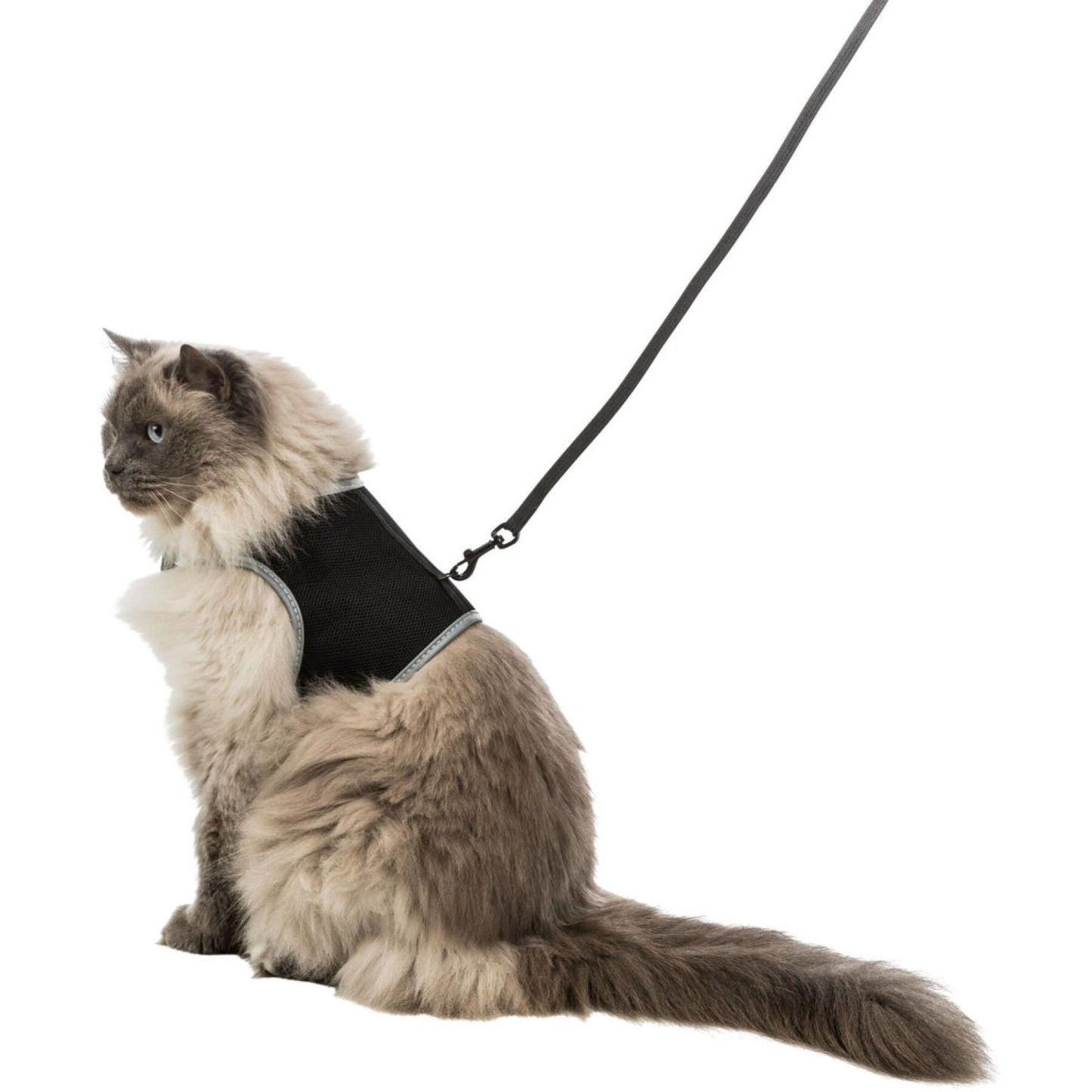 Harnais et laisse chat