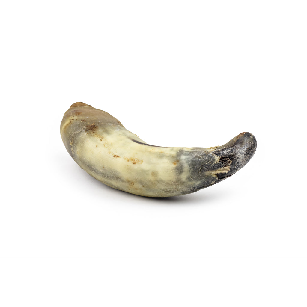 Corne de boeuf pleine