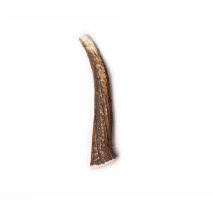 Bois de cerf entier
