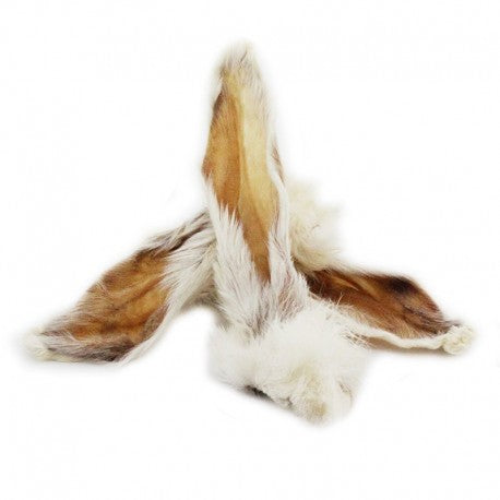 Oreille de lapin avec poils