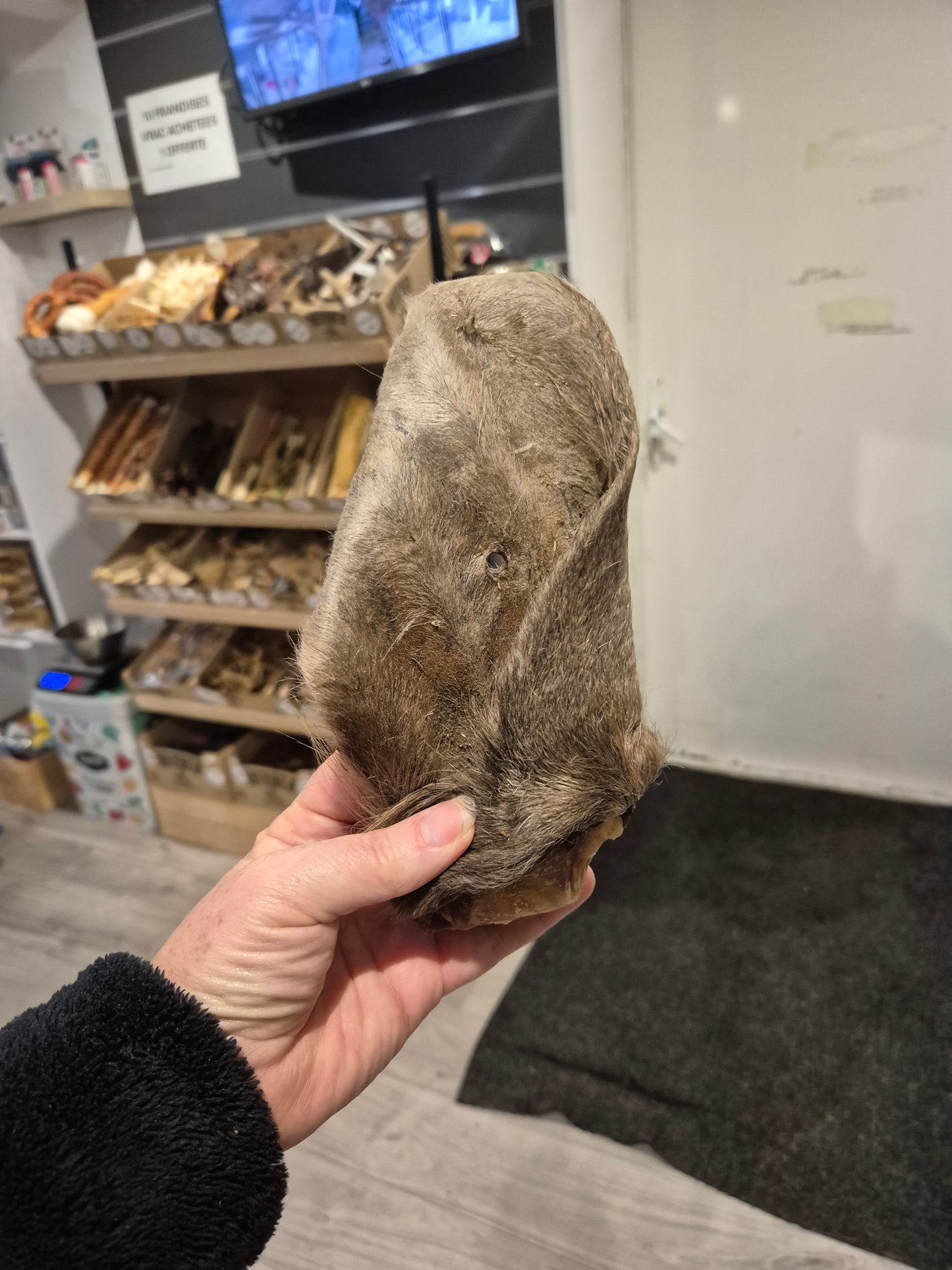 Oreille de boeuf poilue