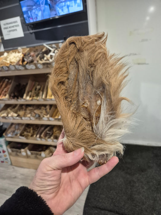 Oreille de boeuf poilue