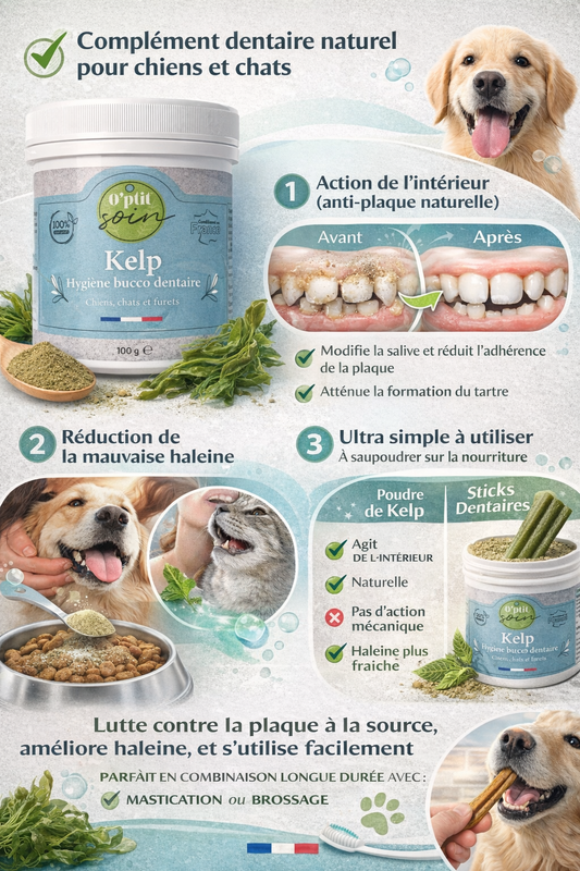 Kelp hygiene dentaire