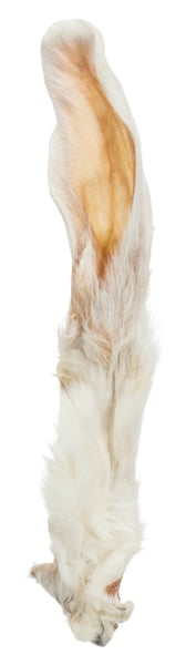 Oreille de lapin avec poils