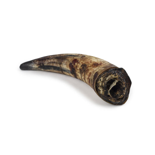 Corne de boeuf pleine