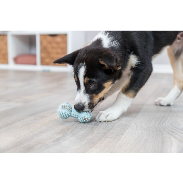 Haltere chiot